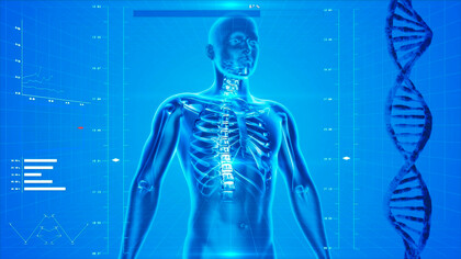 Ilustração do corpo humano. O ritmo circadiano, uma intrincada dança do relógio biológico que guia os processos fisiológicos ao longo do dia, é um dos fenômenos mais fascinantes da vida