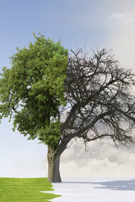 Image of a tree through a four-season cycle. Imagine a world wherein every woman knows when she is fertile and infertile