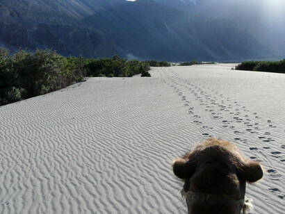 From Camel back