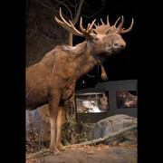 Adirondack Wilderness. Courtesy of New York State Museum