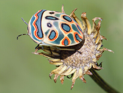 «Sphaerocoris annulus», sus colores son una advertencia para los depredadores