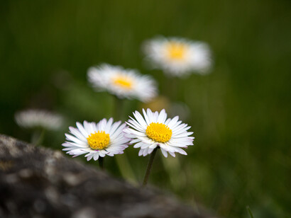 Spring Awakening © Michael Stillwater