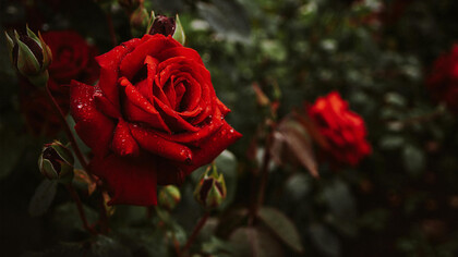 La rosa rossa simbolo alchimista