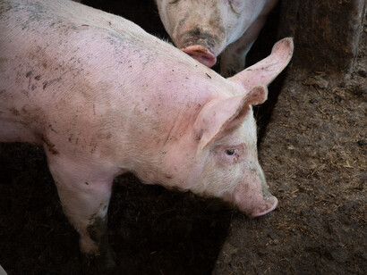 La peste suina africana. Inquadrata tra le malattie virali di tipo emorragico, che colpisce solo le specie animali appartenenti alla famiglia dei suidi (suini domestici e specie selvatiche) 