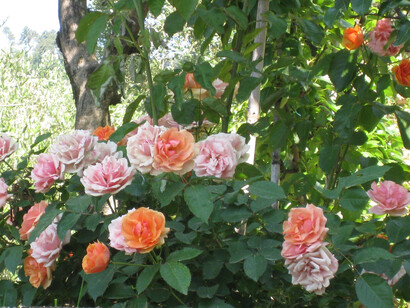 La rosa Francesca Marzotto Caotorta dedicata dal Vivaio Barni