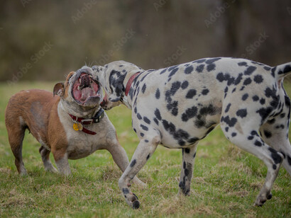 Íris brinca no parque com Messi o Buldogue Francês