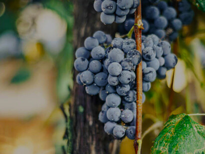 Oseleta is a little-known red grape indigenous to Valpolicella, a historic wine-producing area in Italy's Veneto region