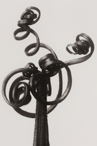 Karl Blossfeldt, Urformen der Kunst, 1928, Courtesy The Walther Collection and Karl Blossfeldt Archiv / Ann und Jürgen Wilde

