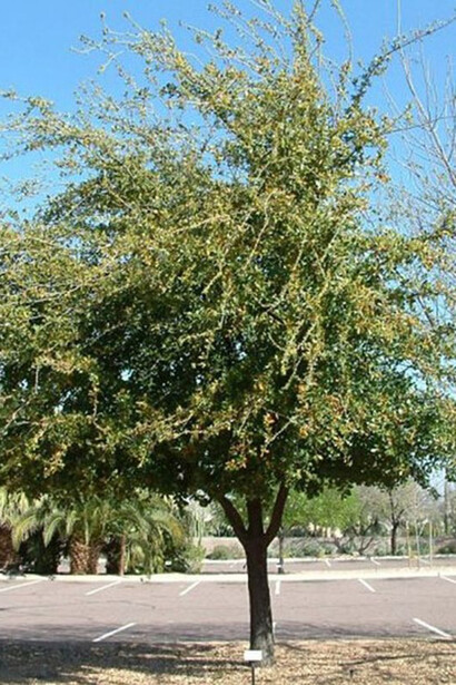 A live oak tree in Florida