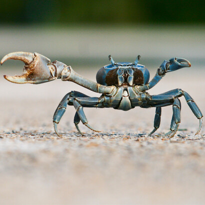 Florida Blue Crab © Javier Sanchez