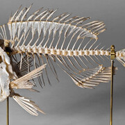 Fishes. Courtesy of Museum für Naturkunde