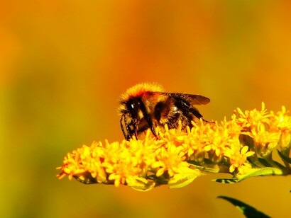 Radiofrequency radiation disrupts bees’ ability to navigate