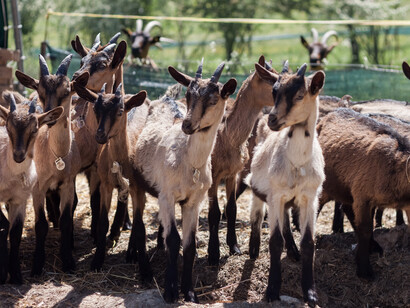 Goats around the farm. Ph Giulia Scarpaleggia