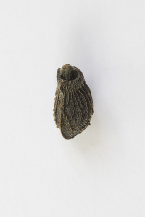 Lise Duclaux
bourrache, borago officinalis, 2006-2009 La récolte (10)
Photographie
Image: 118,4 x 12,1 cm
Dimensions: 20,6 x 14,2 cm Edition of 3 ex + 1 AP