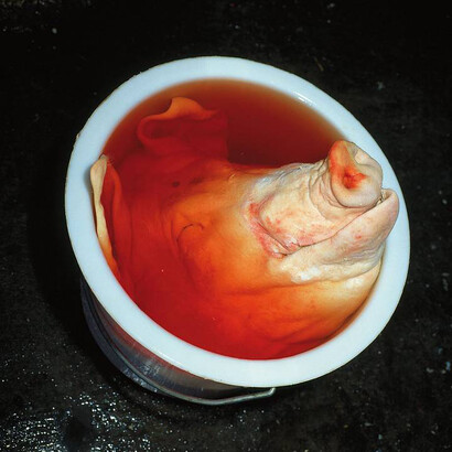 Manfred Willmann. Courtesy of Albertina Museum