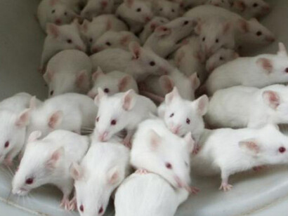 Maremagnum de ratas de laboratorio