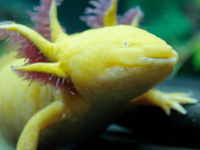 Vivario Explora. Courtesy of Parque Explora