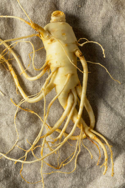 Panax ginseng, commonly called Asian, Chinese, or Korean ginseng, is a perennial plant native to the mountainous areas of East Asia. Its root is the primary source of ginseng and is mainly grown in China, Korea, Russia, and Japan