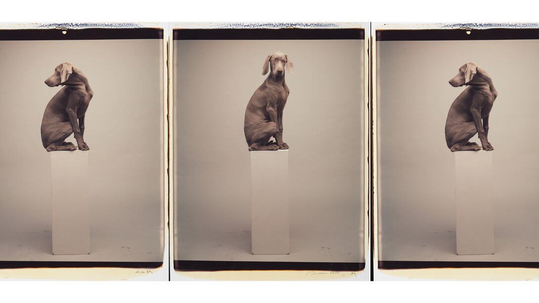 William Wegman Left to Right 1989 (c) William Wegman Image courtesy of Huxley-Parlour Gallery