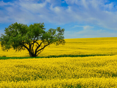 Es necesario incrementar la mecanización de las técnicas de cultivo y optimizar el uso del agua, de los fertilizantes y de la energía, ya que de todo esto depende la rentabilidad de nuestra agricultura 