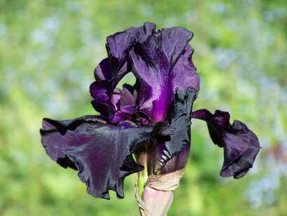 Black iris © Mr. E?
