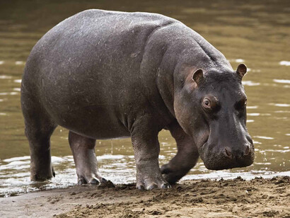 Ippopotamo