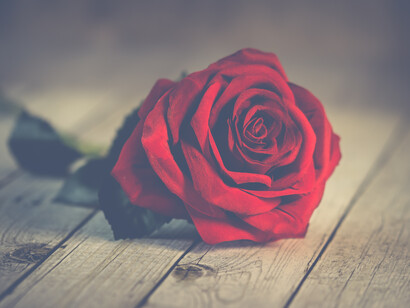 Flowers bring harmony into your life. It allows you to access more love in your life 