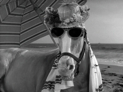 Wilbur, the first gay horse?