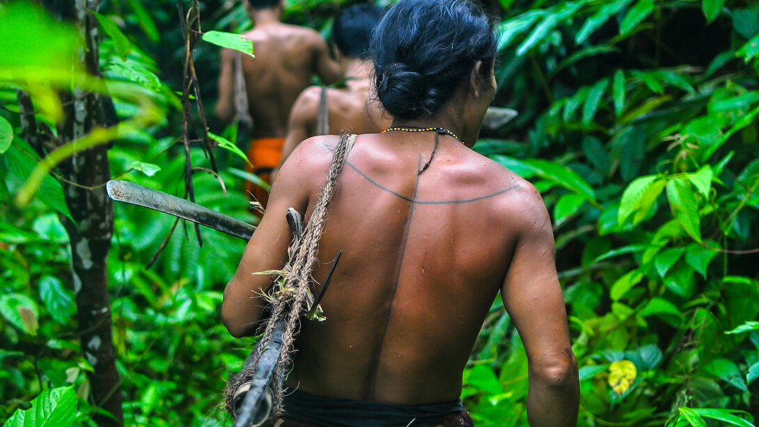 July © Fabien Astre / Survival International (Mentawai, Siberut, Mentawai Islands, Indonesia. In the forests of Siberut Island, Indonesia, the Mentawai hunt monkeys with bows and poison arrows.)