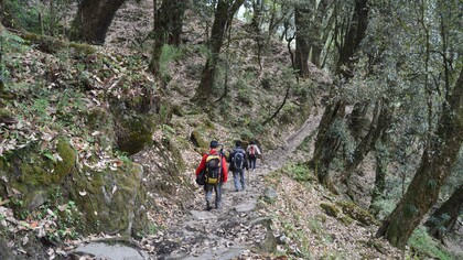 A walk into the woods, such as in Sikkim, North-East India, is a way to get 'out of the woods'! © Ashish Kothari