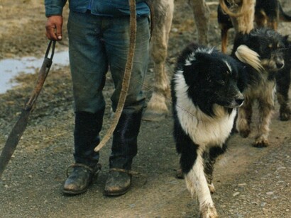 Instinto innato para el pastoreo de ovejas, inteligencia y gran resistencia son las principales características del perro ovejero