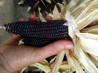Pannocchia di mais viola, foto P. Gullino