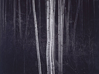 Into the Woods. Courtesy of Victoria and Albert Museum