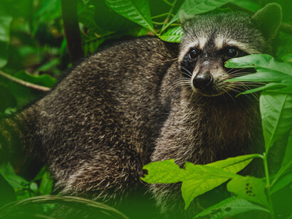 A racoon hides in the foilage of Cahuita National Park, Costa Rica
