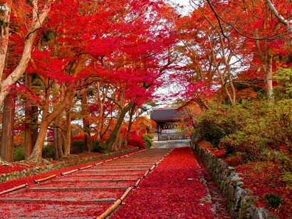 A quiet temple entrance surrounded by glowing red foliage in Japan, reflecting the meditative essence of travel