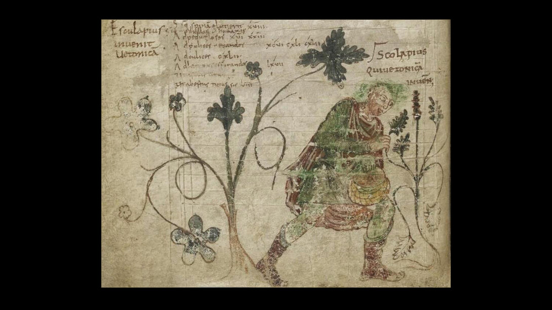 Asclepio scopre la betonica. Da un manoscritto conservato alla Biblioteca Nazionale di Francia