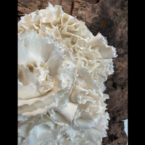 Anna Simson, Bloom, 2023, porcelain. Courtesy of the artist and Jenn Singer Gallery