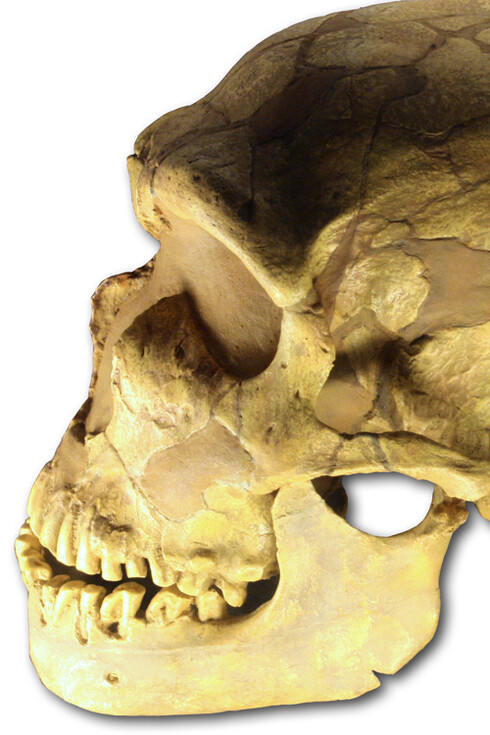 Molde del cráneo de un Homo neanderthalensis de la cueva de La Ferrassie, Francia. Foto: 120