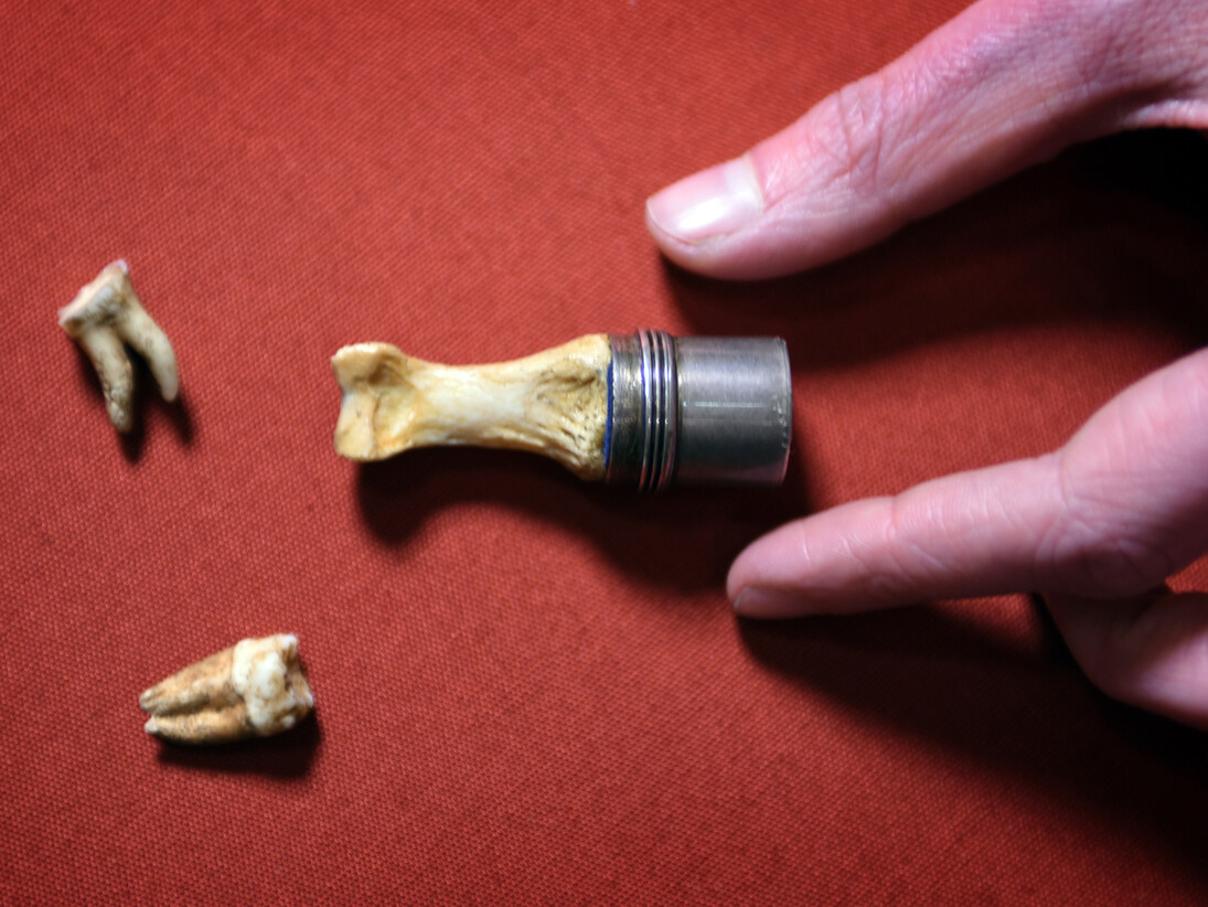 King John's teeth, on loan from Worcester City Art Gallery & Museum, and thumb bone, on loan from Worcester Cathedral, being prepared to go on display in Magna Carta: Law, Liberty, Legacy. Photography © Clare Kendall 