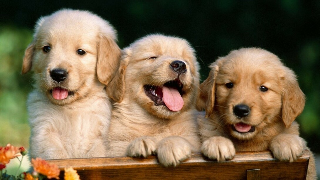Cãezinhos