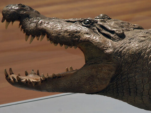 Biodiversidad. Courtesy of MNCN