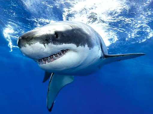 En los océanos las migraciones notables son realizadas por las ballenas y grandes peces como los tiburones