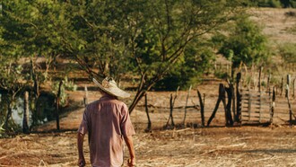 Produções de imensa importância para a cultura e a economia brasileira começariam a cair drasticamente. Já parou para imaginar o Brasil sem a mesma fartura de feijão, milho e mandioca? São a base da nossa alimentação, a energia que move o país. O calor excessivo estressa essas plantas, interfere na fotossíntese, na floração e na formação dos grãos e raízes. Elas lutam para sobreviver em um ambiente que se torna cada vez mais hostil