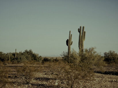 Cactus, Messico. Peyote ed estasi: il mistero degli Huicholes della Sierra Madre Occidentale