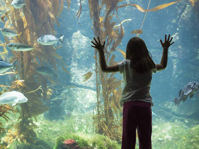 Il segno dell'Acquario