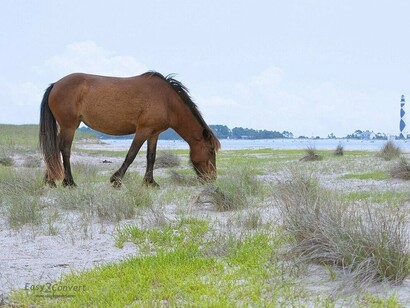 Accessible only by boat, Shackleford Banks feels like a world apart, where wild horses wander the shore