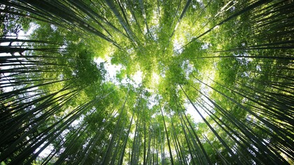 Una foresta può assorbire milioni di tonnellate di anidride carbonica ogni anno e il suo aumento nell'atmosfera può portare a una maggior crescita degli alberi