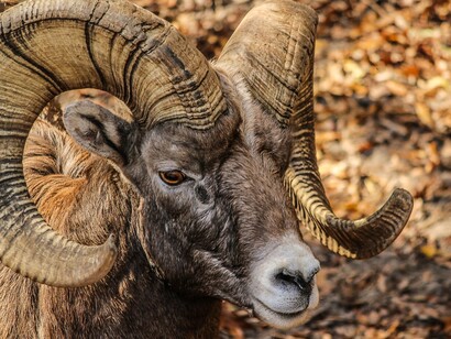 Bighorn sheep
