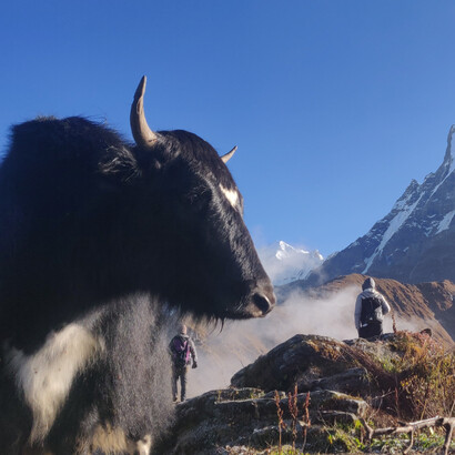 Yak dell'Himalaya, Mardi Himal Base Camp, Lumle, Nepal