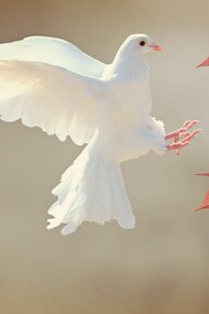 Ave en jaula o pájaro en vuelo